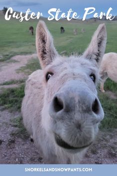 a donkey looking at the camera with text overlay that reads, outer state park