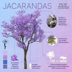 a tree with purple flowers is shown in this info sheet for jacarandas