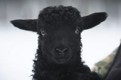 a black sheep looking at the camera in the snow