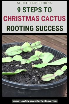 a potted plant with the words how to choose the right soil for christmas cactus