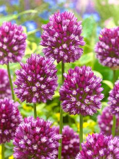 purple flowers with green leaves in the background