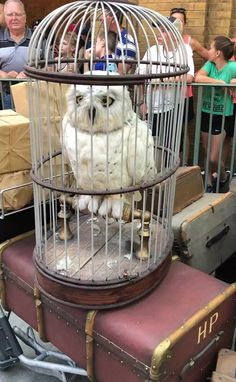 an owl in a cage sitting on top of luggage