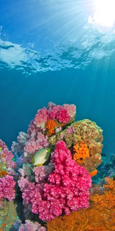 an underwater view of colorful corals and seaweed on the ocean floor with sunlight streaming through