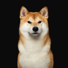 a close up of a dog on a black background