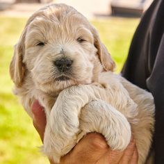 a person holding a puppy in their hands