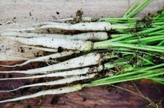 the roots of celery are ready to be used as garnishments