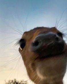 a close up of a horse's face with trees in the backgroud