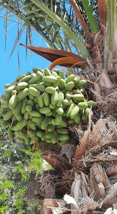 a bunch of green fruit hanging from a palm tree