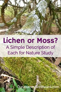 lichen or moss? a simple description of each for nature study