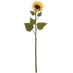 a single sunflower with green leaves on a white background