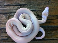 a white snake is curled up against a stone wall and has its head on the end of it's tail