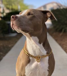 a brown and white dog sitting on top of a sidewalk