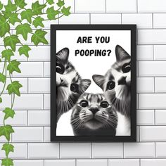 a black and white photo of two cats with the caption are you pooping?