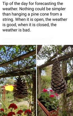 the pine cone is hanging from the tree and it's been taken apart by someone