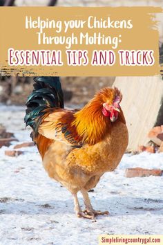 a chicken standing in the snow with text overlay reading helping your chickens through molting essential tips and tricks