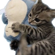 a kitten playing with a stuffed animal toy on its back paws at it's paw