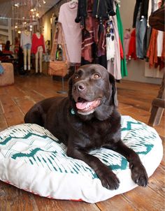 a dog laying on a pillow in a clothing store