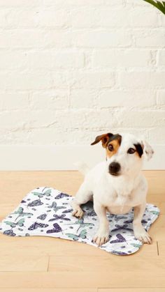 a small white dog sitting on top of a blue mat next to a potted plant