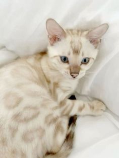 a white and brown cat laying on top of a bed next to pillows with blue eyes