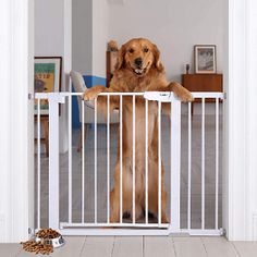 a large brown dog standing behind a white gate