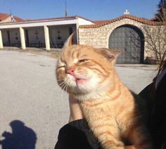 an orange and white cat is being held by someone