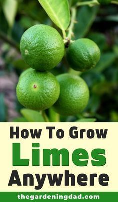 limes growing on a tree with the title how to grow limes anywhere