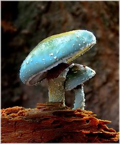 a blue mushroom sitting on top of a tree stump with a bible verse below it