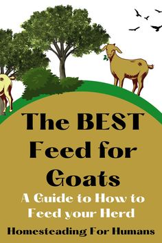 the best feed for goats guide to how to feed your herd by homesteading for humans