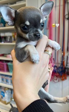 a person holding a small dog in their arms and looking at the camera with one eye open