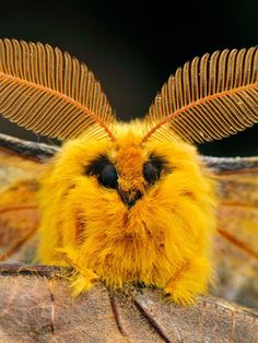 a close up of a yellow moth on a tree branch with its wings spread out