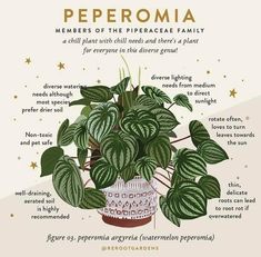 a potted plant with the words peperomia on it and instructions to grow