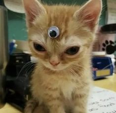 an orange kitten with eyeballs on it's head sitting on top of a table