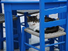 a cat sitting on a chair in front of a table with two chairs next to it