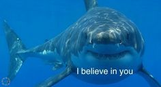 a great white shark with the caption i believe in you