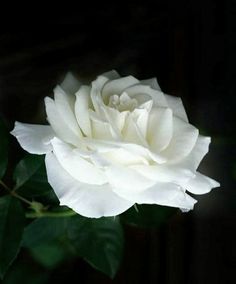 a white rose is blooming in the dark