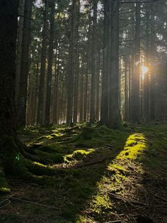 the sun is shining through the trees in the forest with mossy ground and green grass