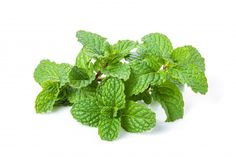 fresh mint leaves on white background