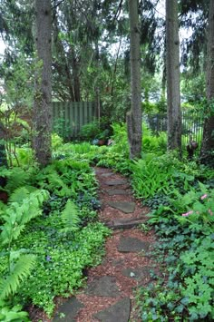 a path in the middle of a lush green forest