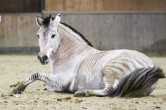 a zebra laying on the ground in an enclosure