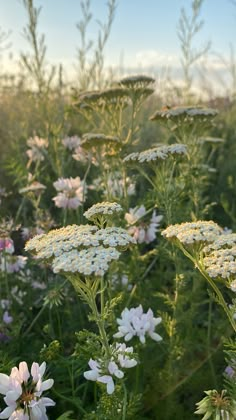 many different types of flowers in a field