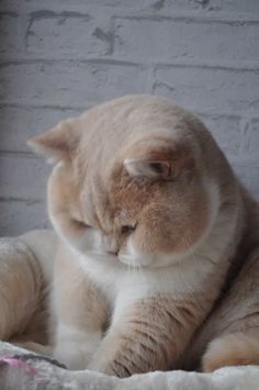 a cat sitting on top of a bed next to a brick wall with its eyes closed