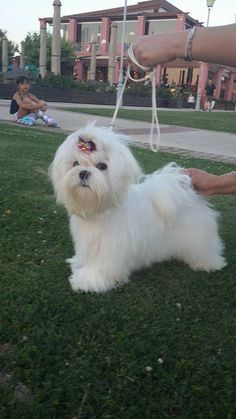 a small white dog sitting on top of a lush green field next to a person