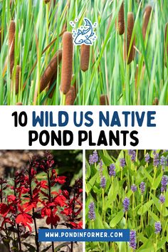 Article about the 10 best wild pond plants in the United States, featuring naturally occurring species that support local wildlife and improve pond ecosystems.