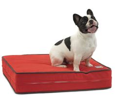 a small black and white dog sitting on top of a red pillow