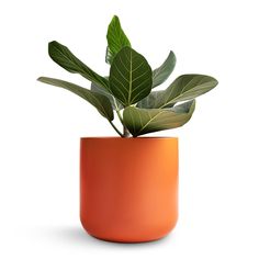 there is a potted plant in the shape of an orange vase with green leaves on it