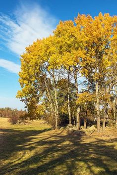 trees with yellow leaves in the middle of a field