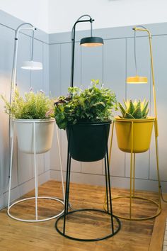 three potted plants are sitting on the floor in front of a wall mounted light