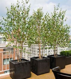 four black planters with small trees in them on a roof top terrace overlooking the city