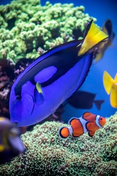 an aquarium filled with different types of fish and corals on the bottom right side