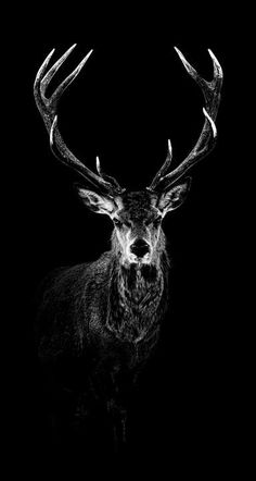 a black and white photo of a deer with antlers